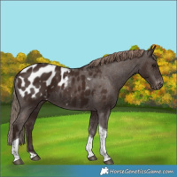 Horse Color:Liver Chestnut Tobiano Appaloosa