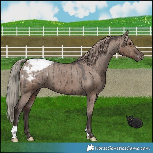 Horse Color:Liver Red Dun Appaloosa Brindle