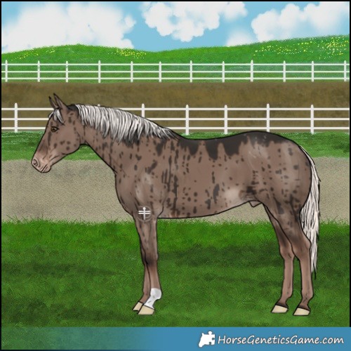 Horse Color:Liver Red Dun Mushroom Appaloosa Brindle 
