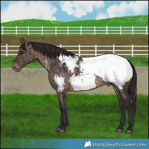 Horse Color:Brown Dun Mushroom Appaloosa Brindle 