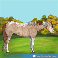 Horse Color:Red Dun Splash and Red Dun Splash Tobiano