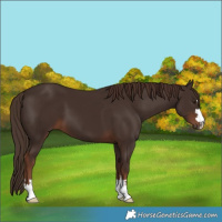 Horse Color:Liver Chestnut 