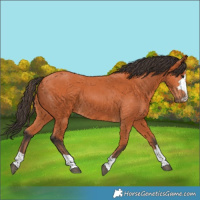 Horse Color:Bay 