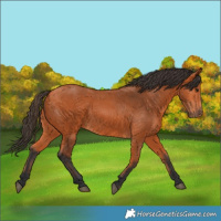 Horse Color:Bay 