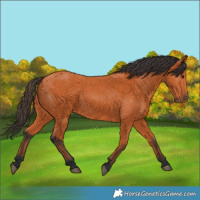 Horse Color:Bay 