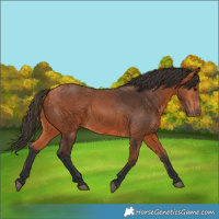 Horse Color:Bay 