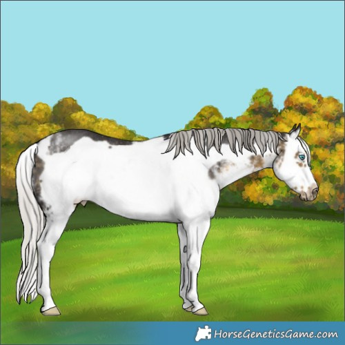 Horse Color:White Spotted Silver Buckskin Splash Frame Rabicano 