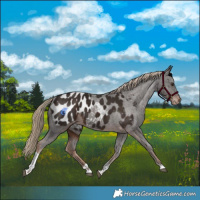 Horse Color:Liver Chestnut Tobiano Appaloosa 
