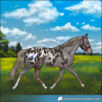 Horse Color:Liver Chestnut Tobiano Appaloosa 