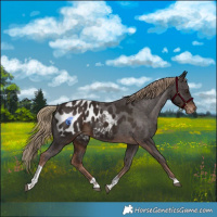 Horse Color:Liver Chestnut Tobiano Appaloosa