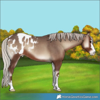 Horse Color:Silver Blue Onyx Appaloosa 