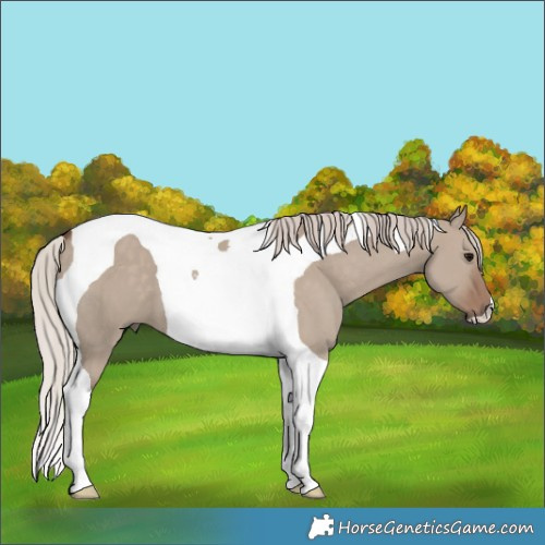 Horse Color:Silver Grullo Tobiano 