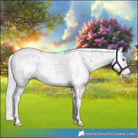 Horse Color:White Spotted Silver Bay Chinchilla Sabino 