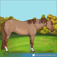 Horse Color:Red Dun Tobiano 