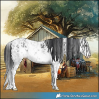 Horse Color:Black Ice Sabino 