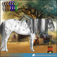 Horse Color:Black Ice Sabino 