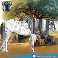 Horse Color:Black Ice Sabino 