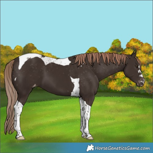 Horse Color:Liver Chestnut Tobiano Appaloosa 