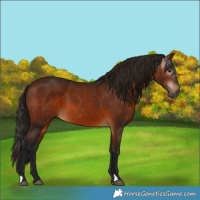 Horse Color:Gray Bay 