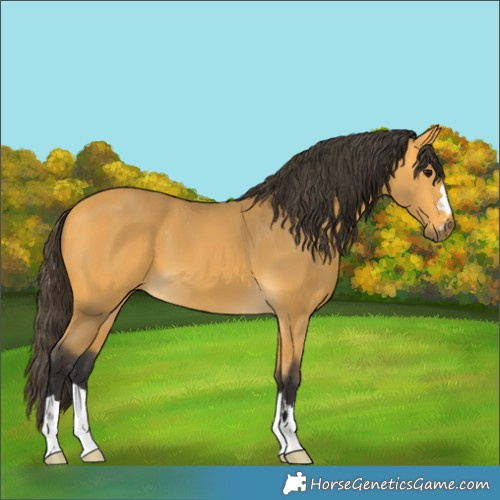 Horse Color:Buckskin 