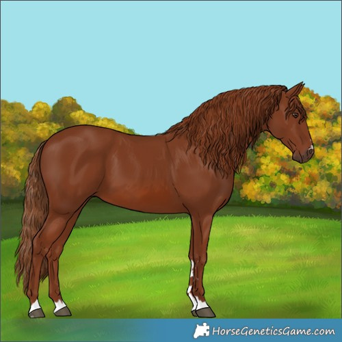 Horse Color:Chestnut 