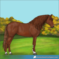 Horse Color:Chestnut 