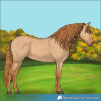Horse Color:Red Dun 