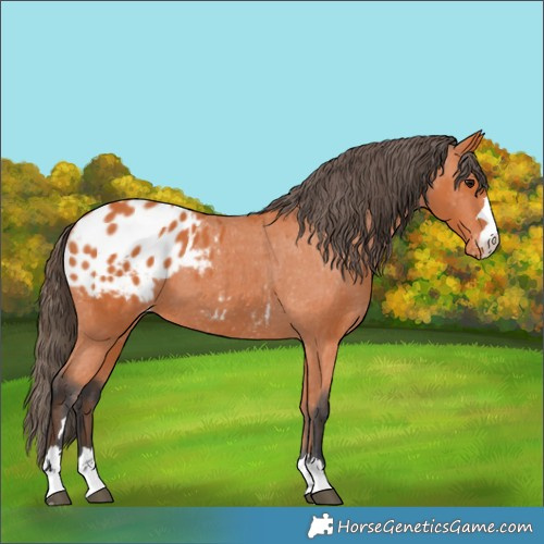 Horse Color:Bay Appaloosa