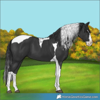 Horse Color:Black Splash Tobiano 