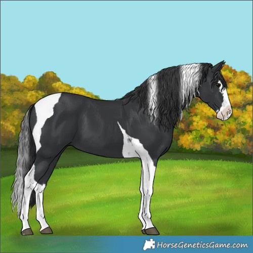 Horse Color:Black Splash Tobiano