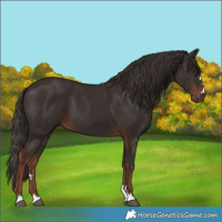 Horse Color:Liver Chestnut 