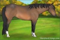 Horse Color:Unknown 