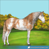 Horse Color:White Spotted Chestnut Splash 
