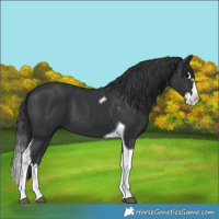 Horse Color:Black Splash Tobiano