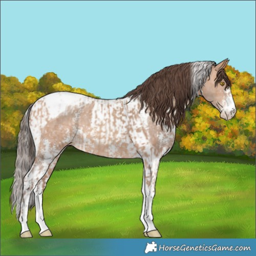 Horse Color:Amber Champagne Sabino Tobiano Appaloosa  and Amber Champagne Sabino Tobiano Appaloosa 