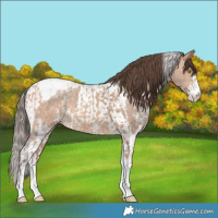 Horse Color:Amber Champagne Sabino Tobiano Appaloosa  and Amber Champagne Sabino Tobiano Appaloosa 