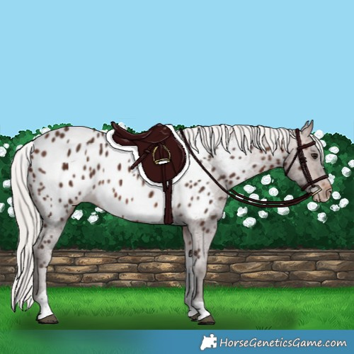 Horse Color:Silver Brown Tobiano Appaloosa 