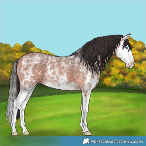 Horse Color:Bay Ice Sabino Splash 