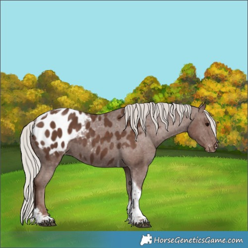 Horse Color:Silver Black Tobiano Blanket 