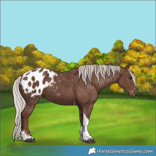 Horse Color:Silver Black Tobiano Appaloosa 