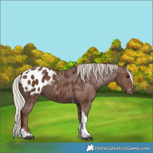 Horse Color:Silver Black Tobiano Appaloosa 