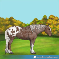 Horse Color:Silver Black Tobiano Appaloosa 