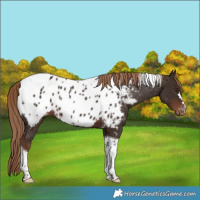 Horse Color:Liver Chestnut Tobiano Near Leopard 