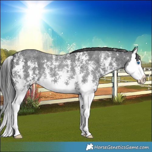 Horse Color:Black Sabino Splash
