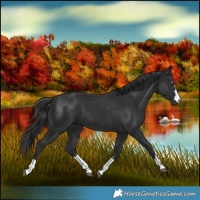 Horse Color:Black 
