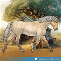 Horse Color:Silver Buckskin Roan 