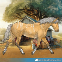 Horse Color:Powder White Silver Buckskin Dun 