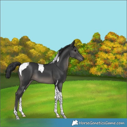 Horse Color:Black Tobiano 