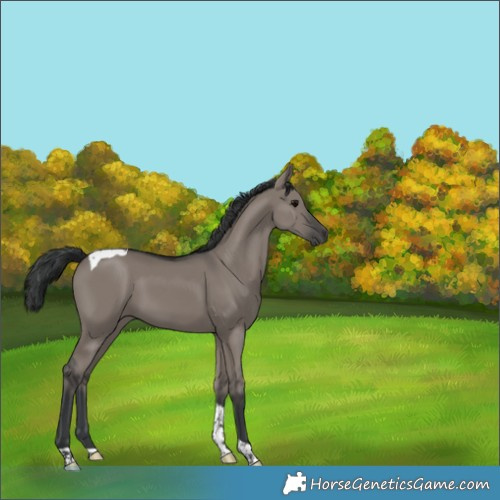 Horse Color:Grullo Tobiano 