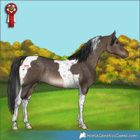 Horse Color:Brown Dun Tobiano 
